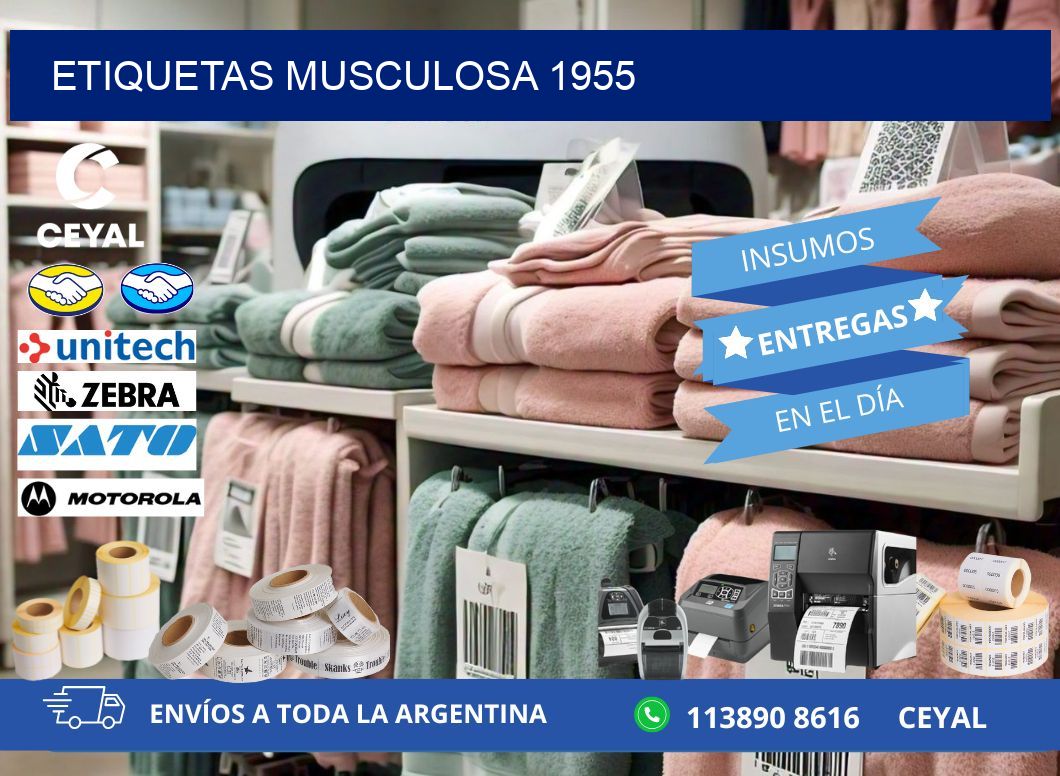 ETIQUETAS MUSCULOSA 1955
